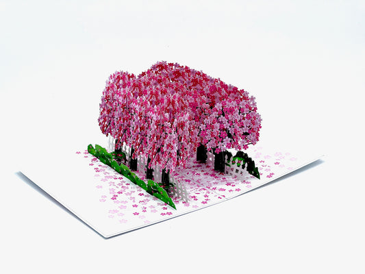 Beautiful cherry blossom pop-up card, perfect for any occasion, such as Mother's day or birthdays